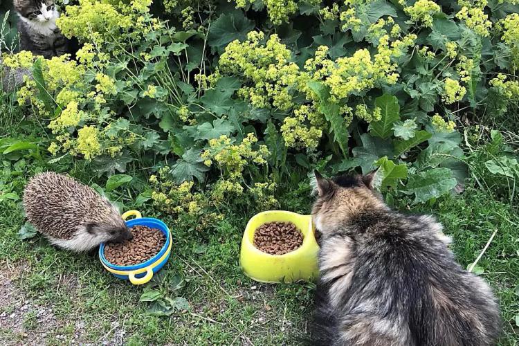 Igel und Katze am Futternapf