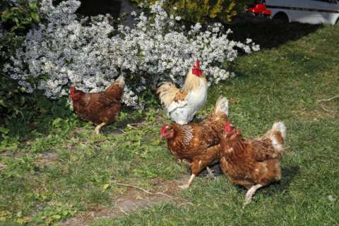 Gallo e galline sul prato