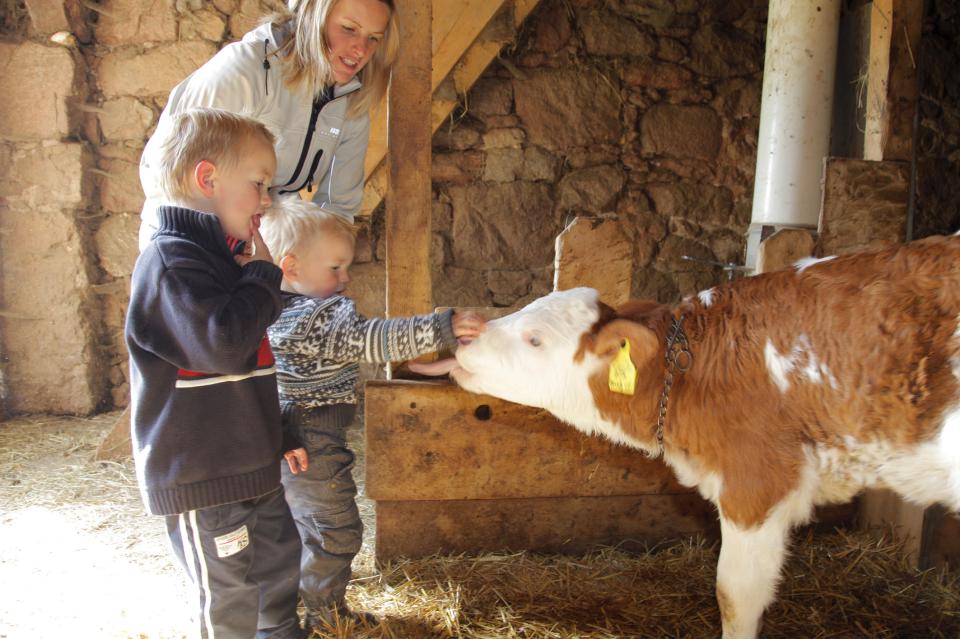 I bambini accarezzano i vitellini nella stalla